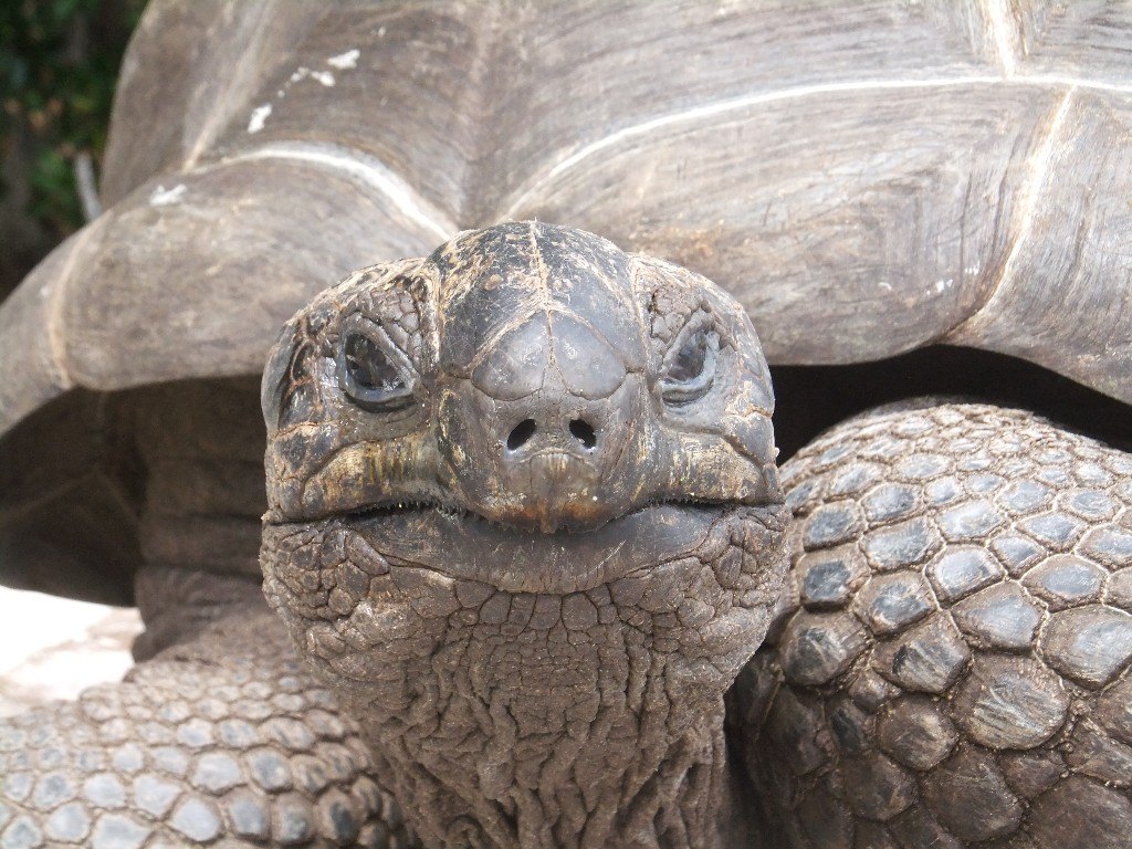 Sköldpadda på La Digue Seychellerna