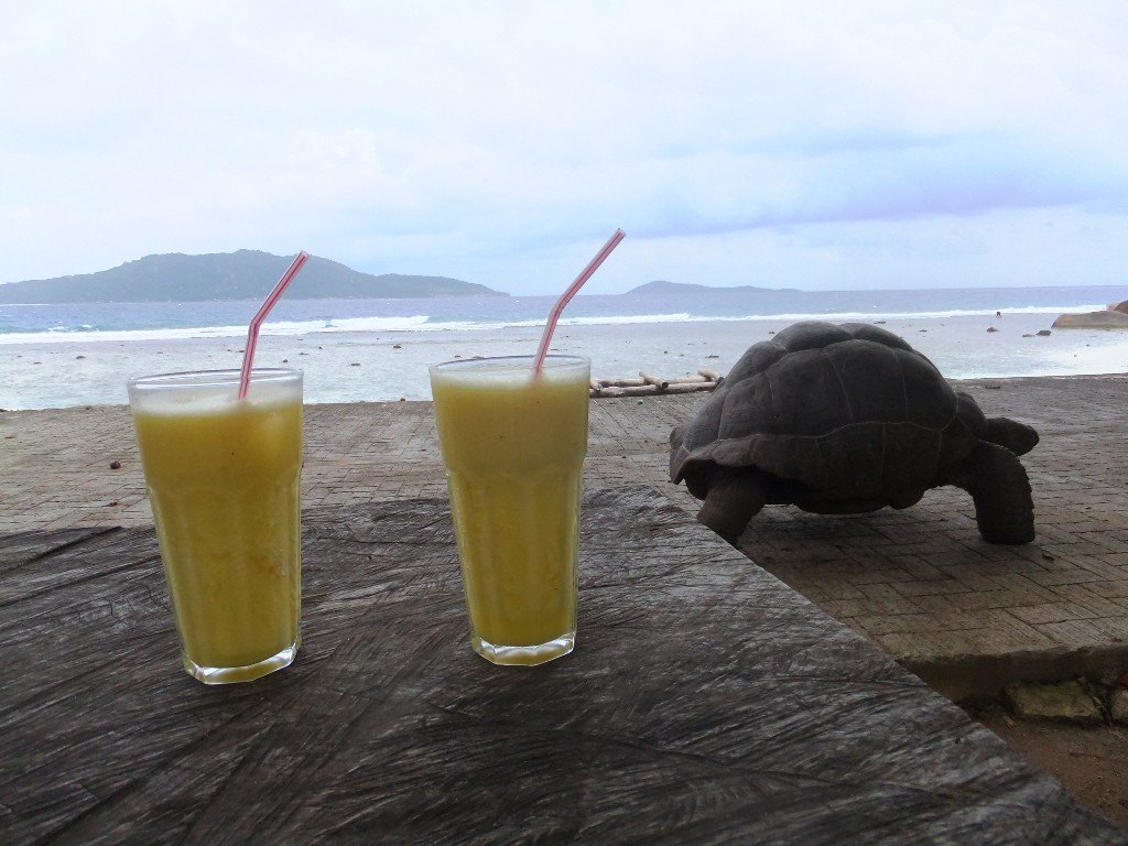 Fruktdrinkar och sköldpadda på La Digue Seychellerna