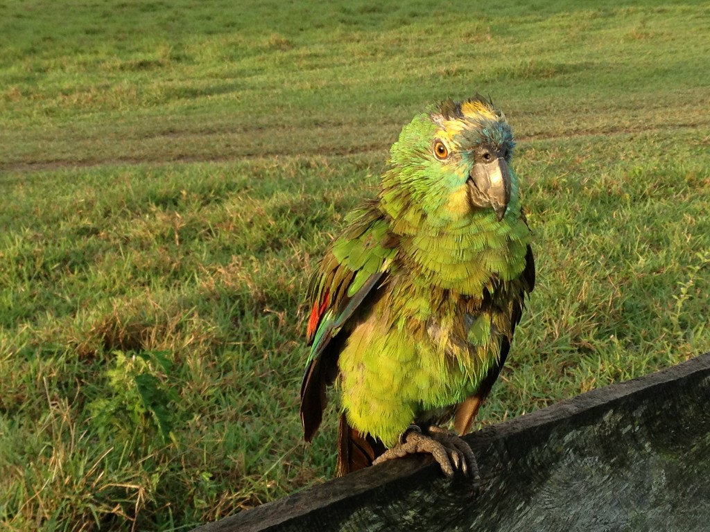 papegojor i Brasilien