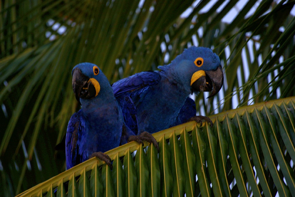 papegojor i Brasilien