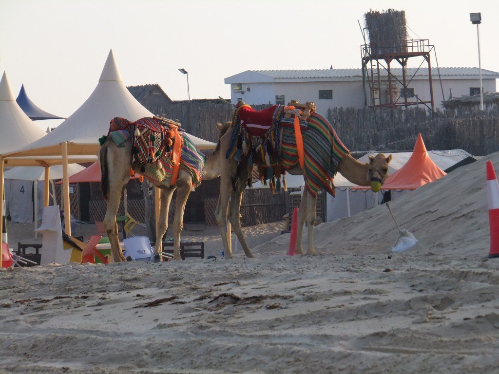 Kameler i Qatar