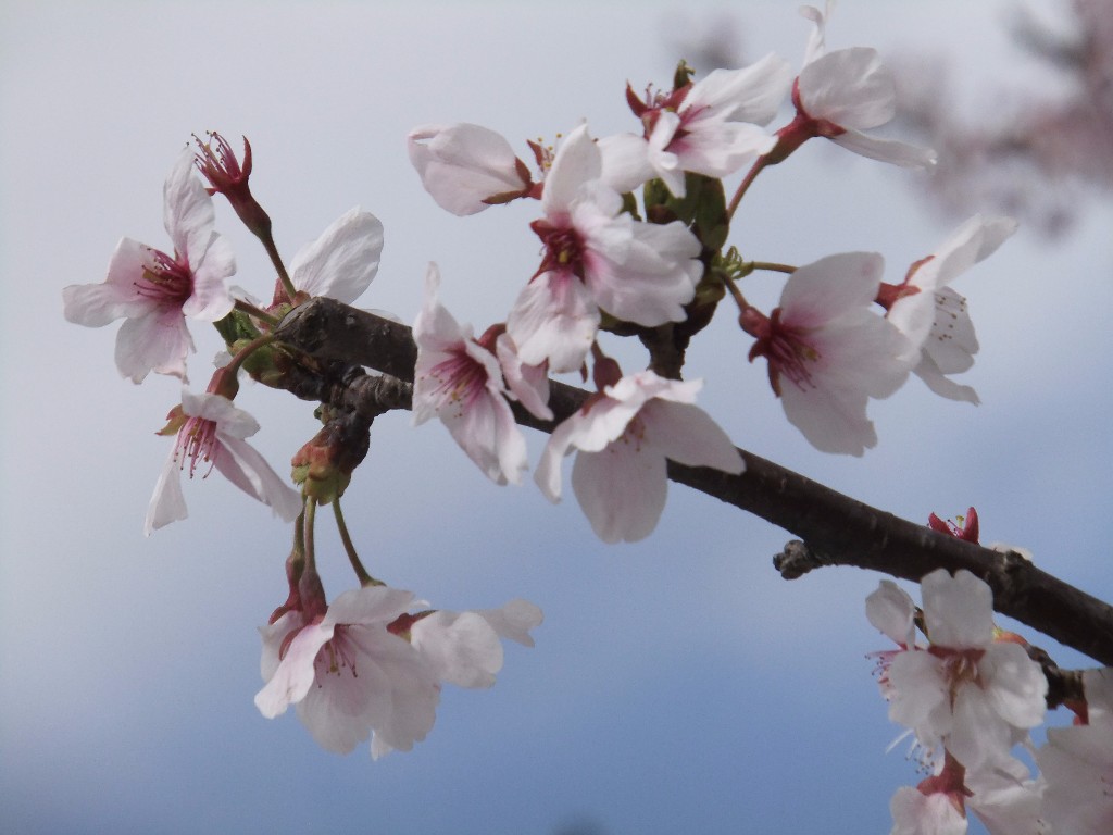 körsbärsblomningen i Japan