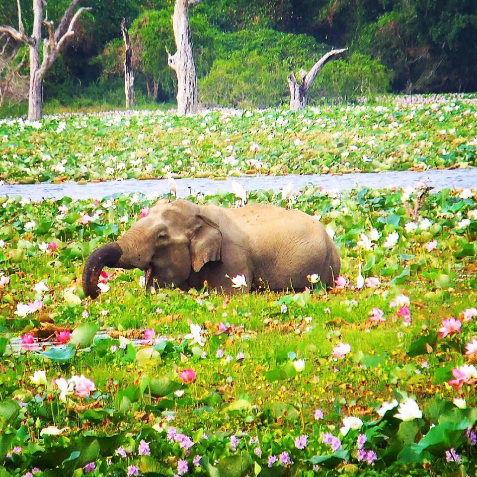 Sri Lanka charterelefanten reseåret 2016