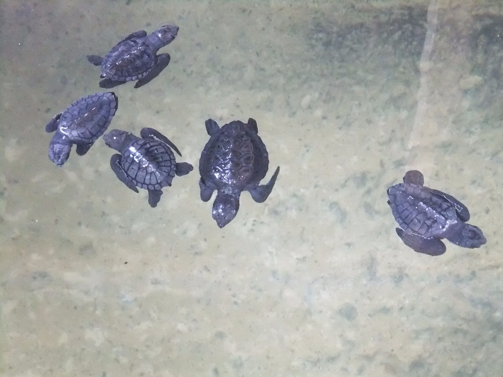 djurscams sköldpaddor