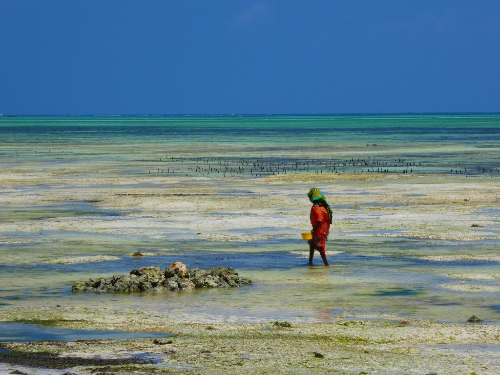 Seychellerna eller Zanzibar