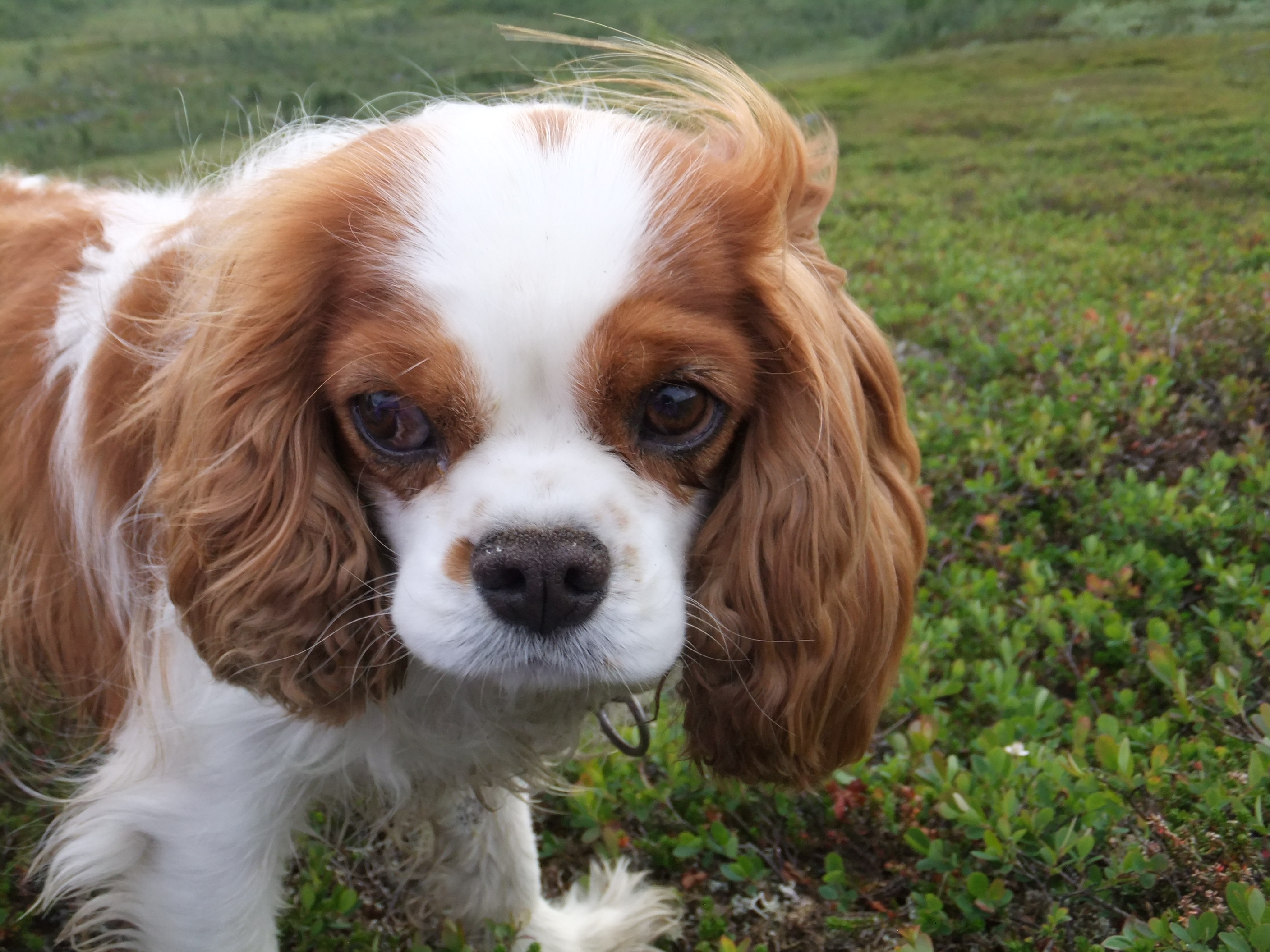 Lægge sammen ensidigt Konkret Bästa tipsen för att resa med hund i Sverige - här är hunden välkommen i  sommar