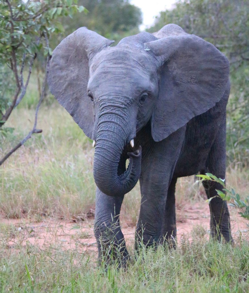 Världens farligaste djur elefant