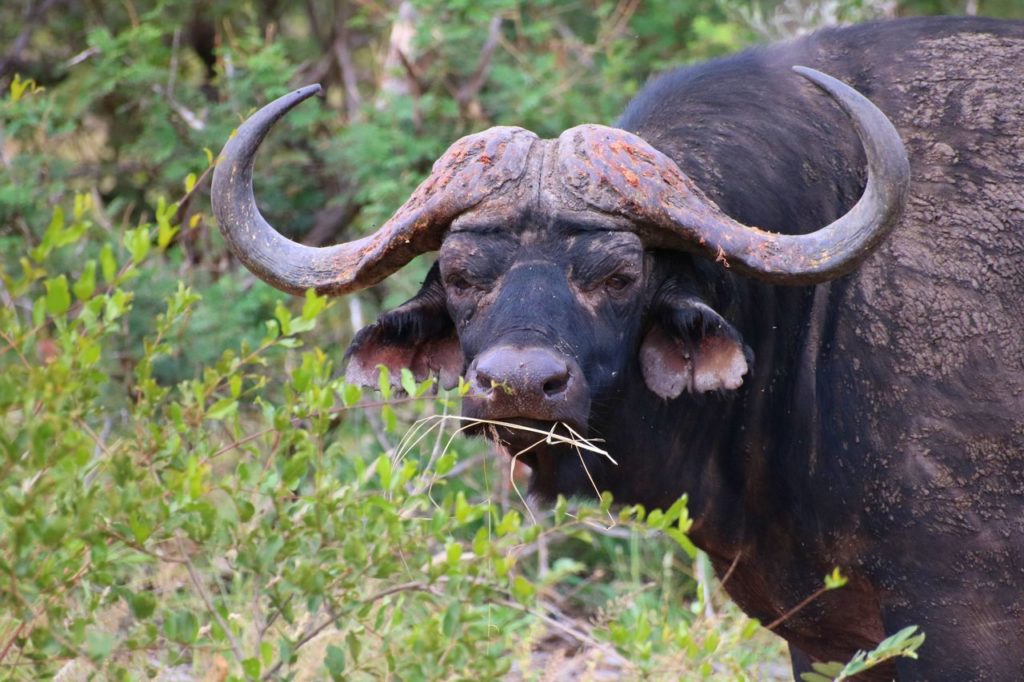 Världens farligaste djur buffel