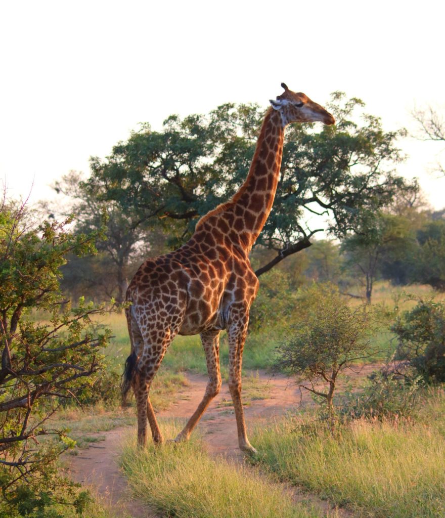 Bästa safarin i Afrika