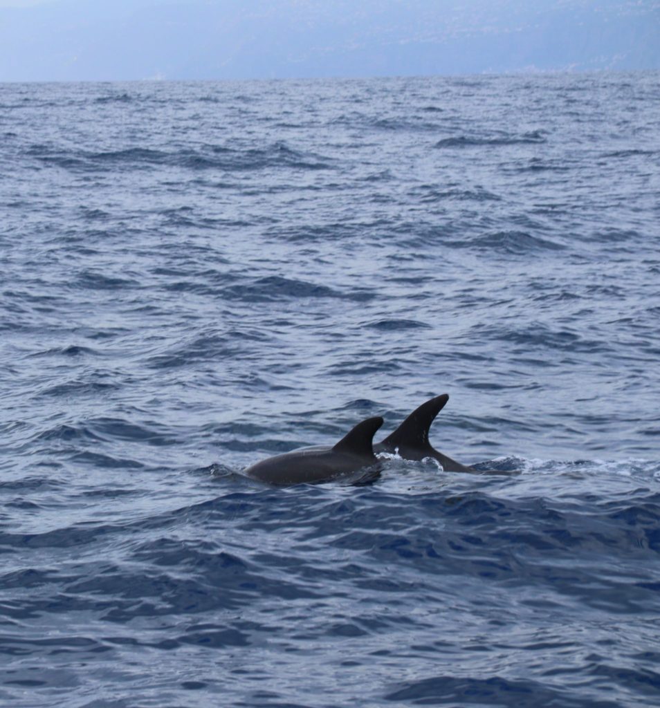Delfinsafari på Madeira