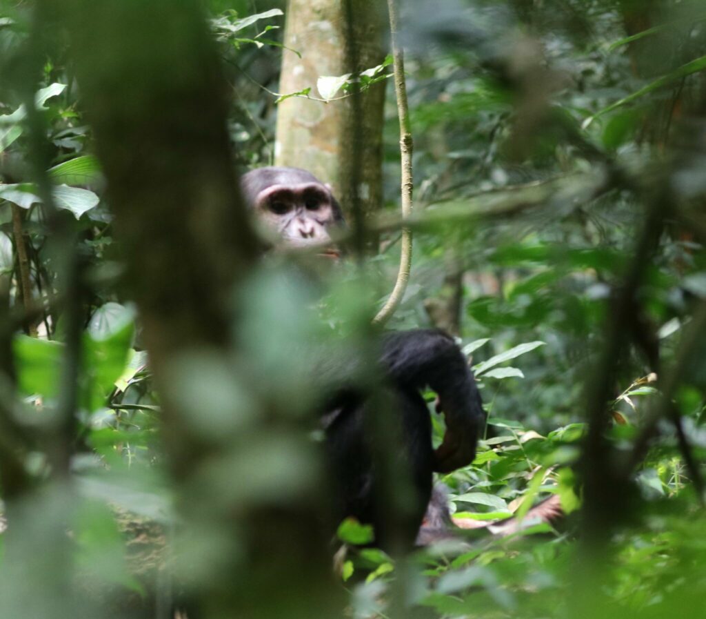 Schimpans-safari i Uganda
