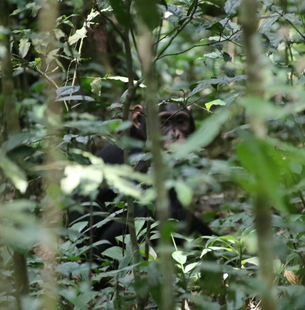 Schimpans-safari i Uganda