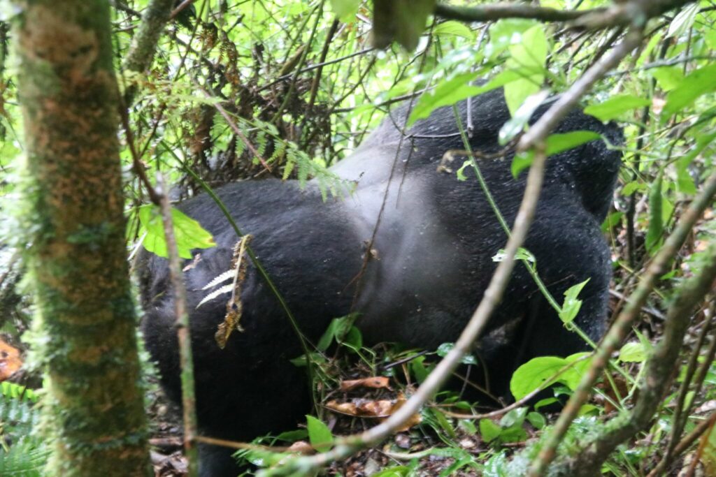 gorillorna i Uganda