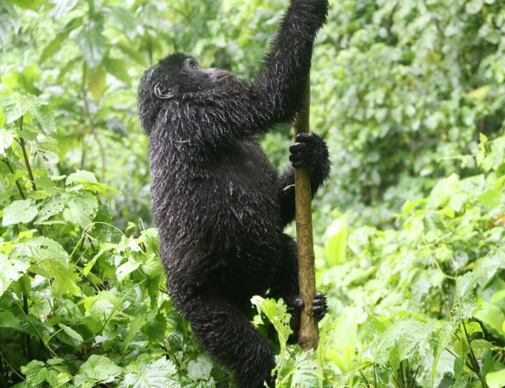 gorillorna i Uganda