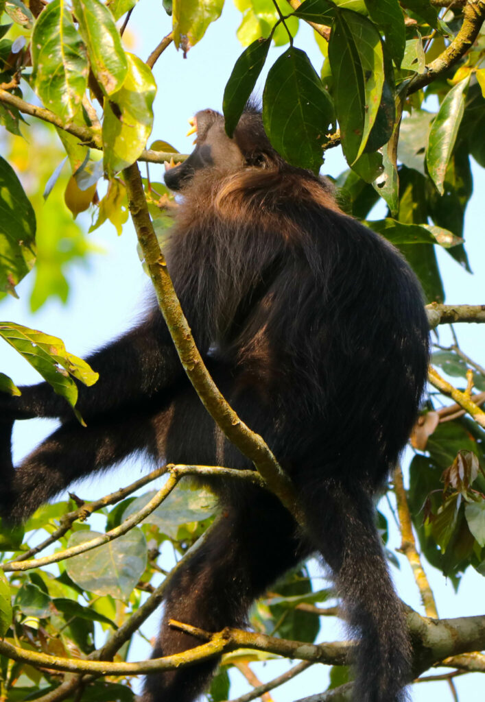 Ugandas apor - och Bigodi Wetland