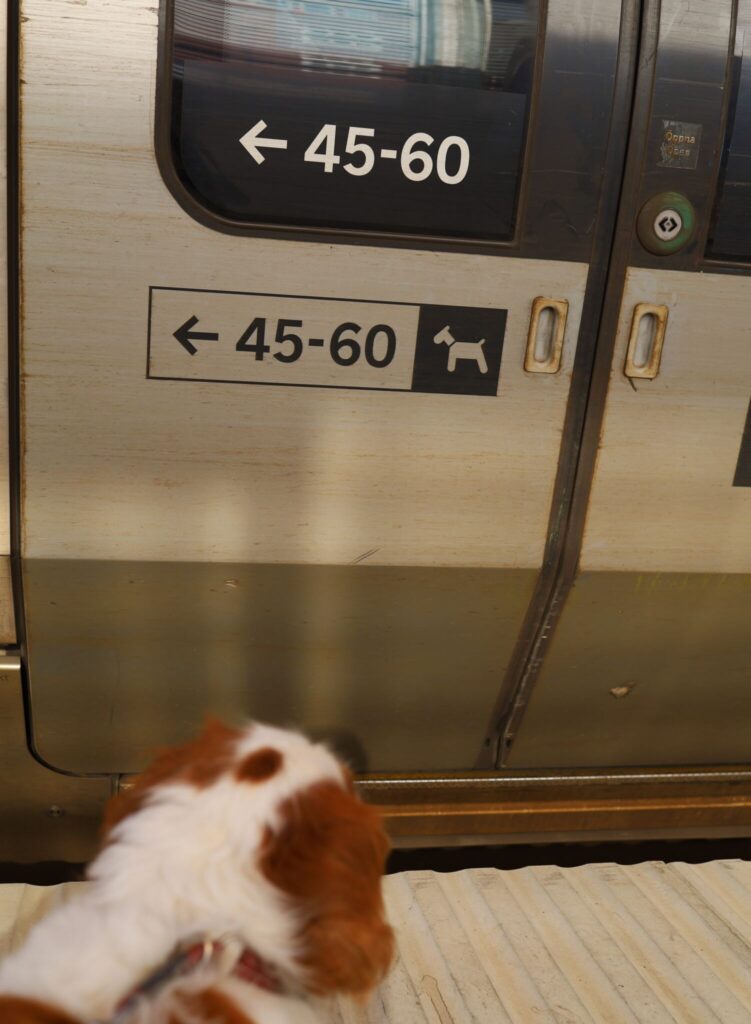åka tåg med hund