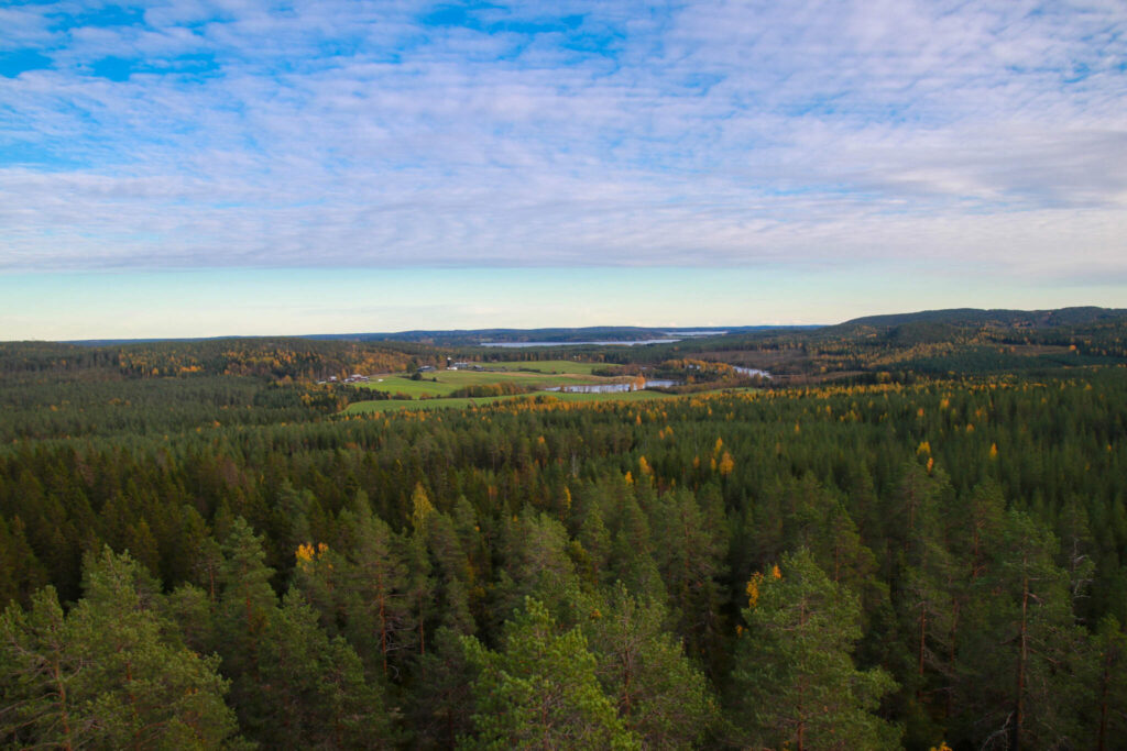 10 toppar i Tavelsjö