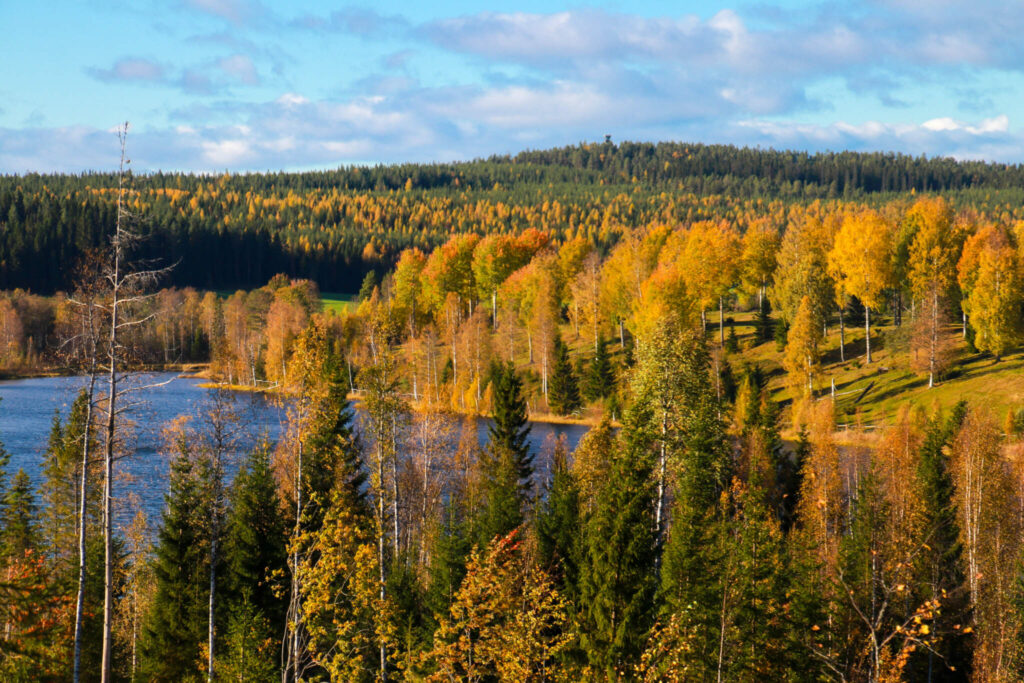 10 toppar i Tavelsjö