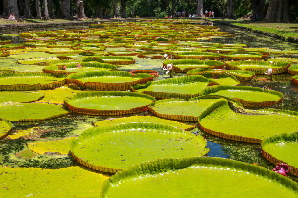 göra på Mauritius