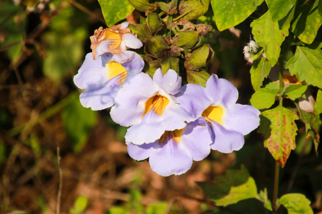 Thin Pha Trail i Laos