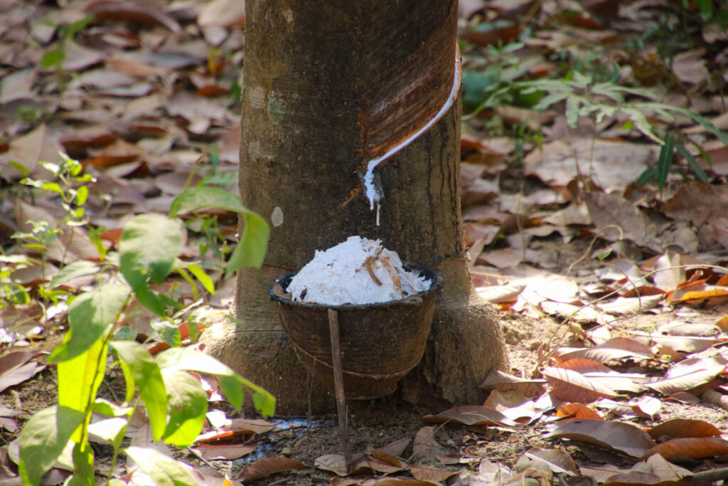 Thin Pha Trail i Laos