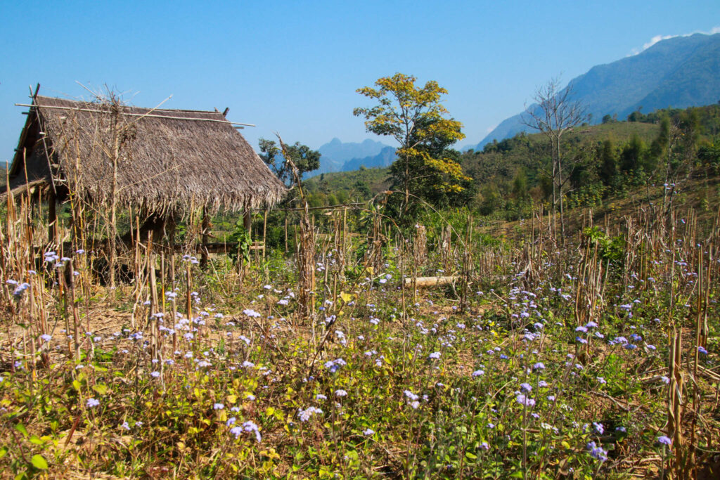 Thin Pha Trail i Laos