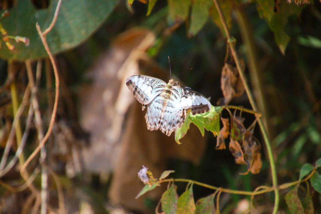 Thin Pha Trail i Laos