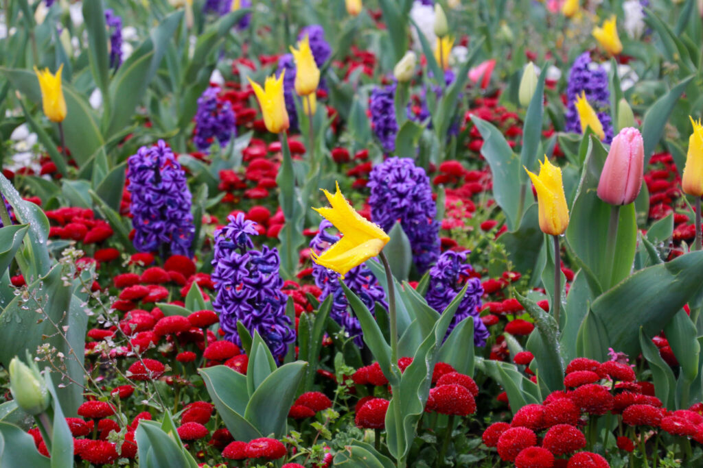 Vad gör man i Belgrad när det regnar?